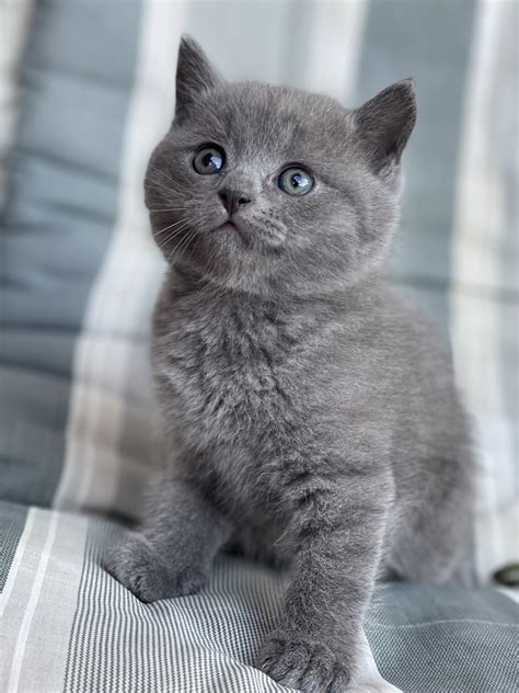 Mačka s kožnim obolenjem