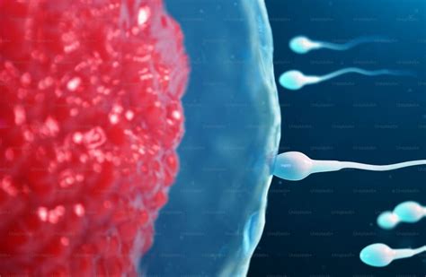 Ilustracija srečanja spermija in jajčeca