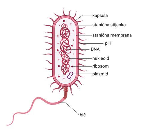 Shematski prikaz bakterije E. coli