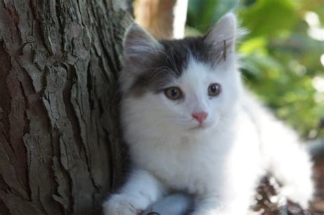 mlad mačji mladiček, ki se igra