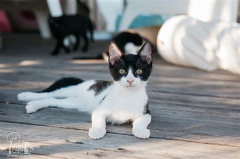 mačji mladiček, ki pije mleko iz posodice