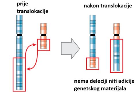 Diagram Robertsonove translokacije