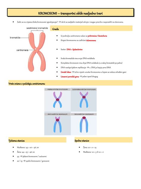 Prikaz kariotipa s kromosomi