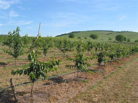 Sadovnjak z zaščitnimi mrežami