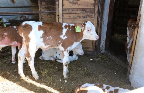 krava v porodniškem boksu