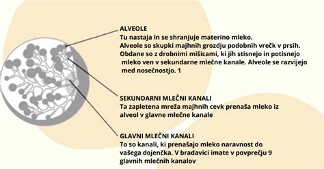 Diagram, ki prikazuje prehod zdravila iz krvi matere v materino mleko