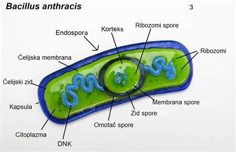 Mikroskopski prikaz bakterij