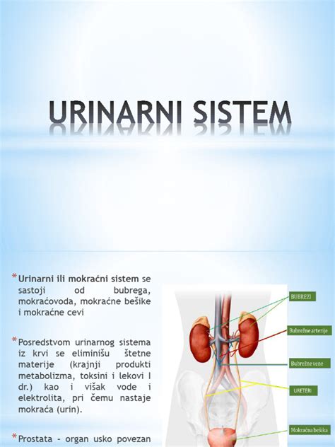 Diagram ženskega urinarni sistem