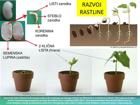 delovanje semena in kalitev
