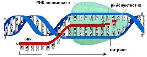 Simbolika DNK