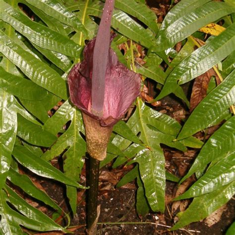 Rastlina Amorphophallus konjac