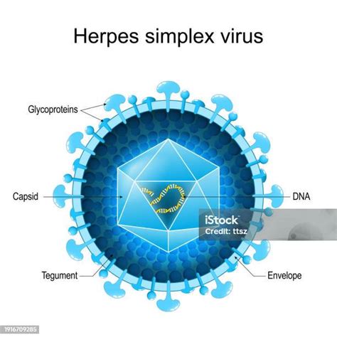 Ilustracija virusa herpes simpleks