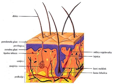 Diagram človeške kože z označenimi plastmi in vezivnim tkivom