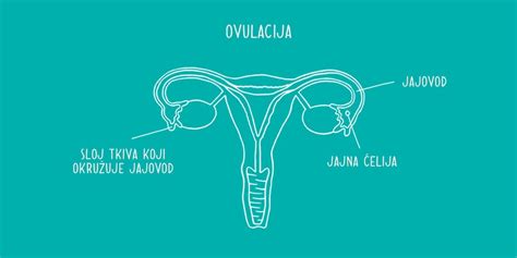 Ilustracija procesa ovulacije