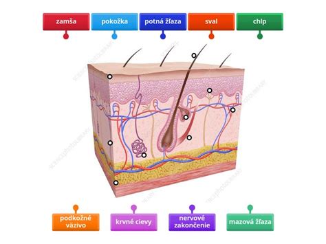 Diagram strukture dojenčkove in odrasle kože