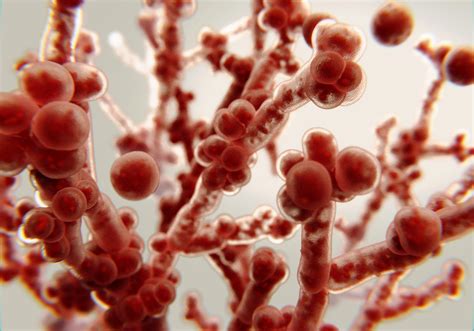 Natančen mikroskopski prikaz glivice Candida albicans