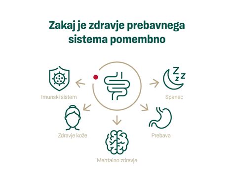 Diagram človeškega prebavnega sistema z označenimi želodcem, tankim in debelim črevesom.