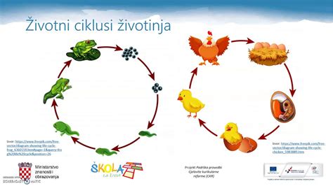 Ilustracija ciklusa prenosa toksoplazme