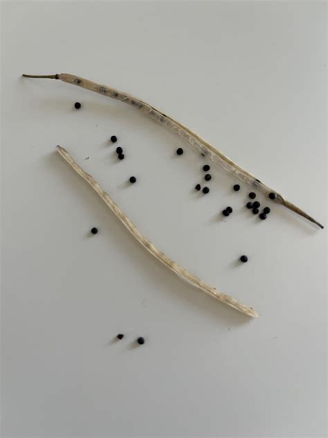 Diagram prenosa protiteles iz matere na plod