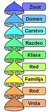Diagram porazdelitve porodov po vrsti