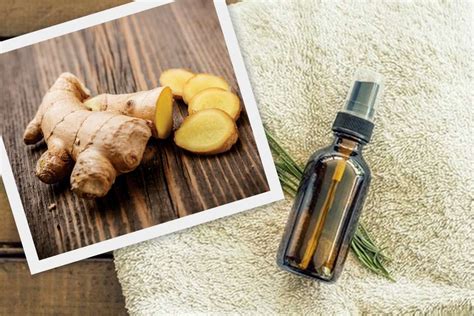 Ilustracija ingverjeve korenike