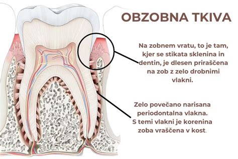 Diagram, ki prikazuje anatomijo nohta in obnohtnega tkiva