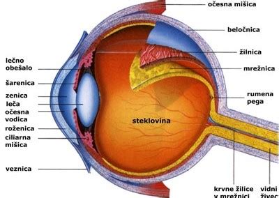 Diagram ušesa z označenimi deli za ABR test