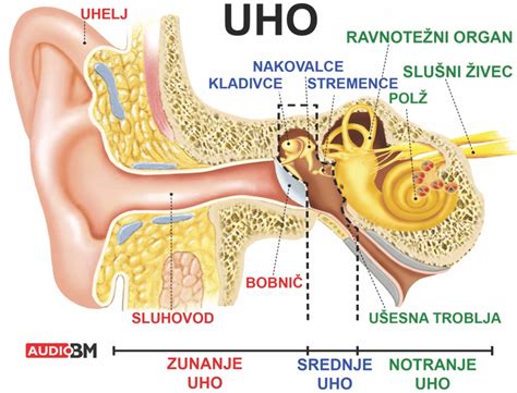 Diagram ravnotežnega sistema v notranjem ušesu