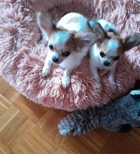 Mladiček Chihuahua v košari