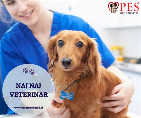 Pes, ki ga veterinar pregleda