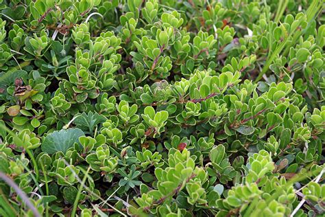 Listi vednozelenega gornika (Arctostaphylos uva-ursi)