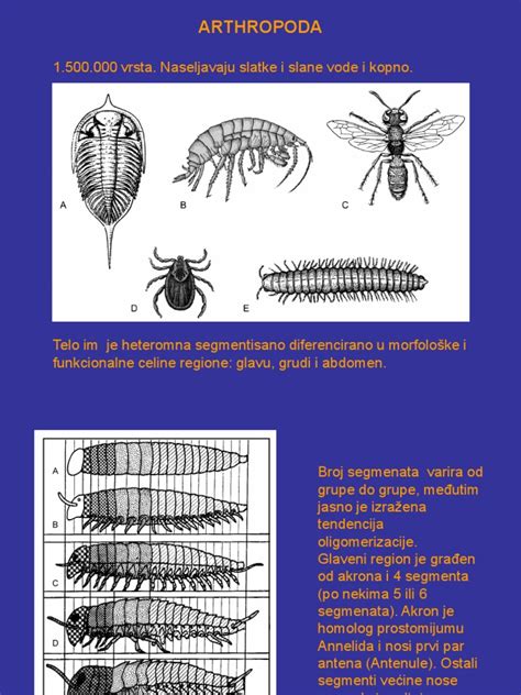 Prikaz okcipitoposteriorne lege ploda