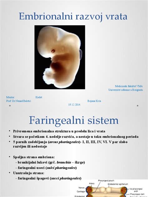 Embrionalni razvoj v 8. tednu nosečnosti