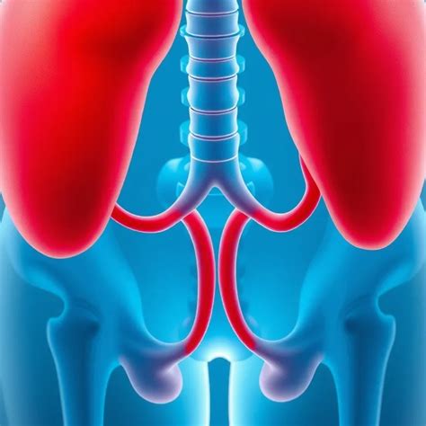Diagram človeškega urinarnega sistema