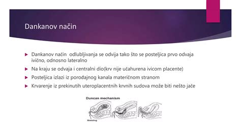 Simbolična upodobitev celic posteljice