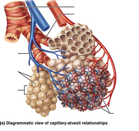Diagram človeških pljuč s poudarjenimi alveoli