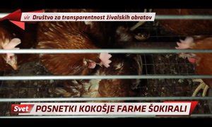 Ilustracija kokošje farme