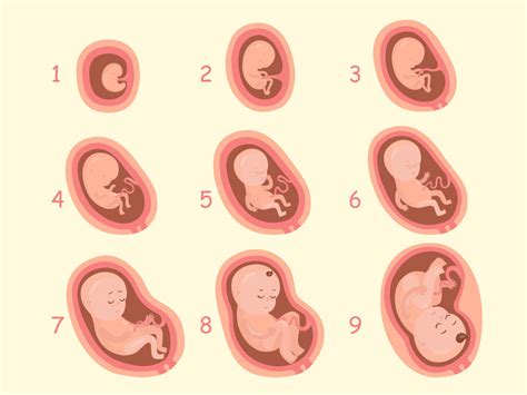 Prikaz razvoja ploda v 11. tednu nosečnosti