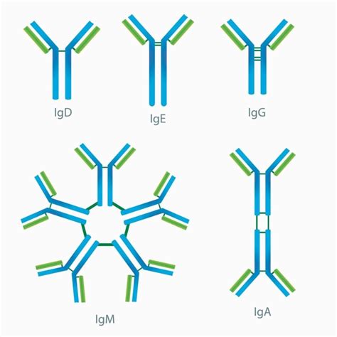 Diagram prikazuje razvoj protiteles IgG in IgM v času okužbe