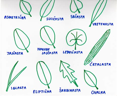 Različne oblike listov: igličasti, široki, srčasti