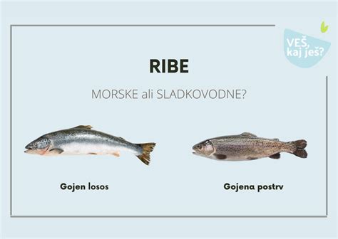 Ilustracija morske ribe babice