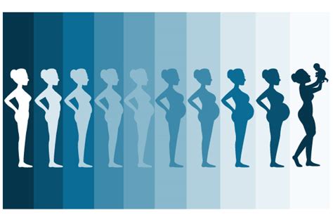 Nosečniški trebušček v 13. tednu