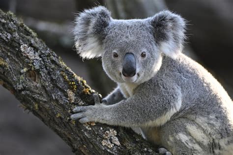 Koala počiva na veji evkaliptusa