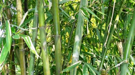 Primerjava vpojnosti bambusa in bombaža