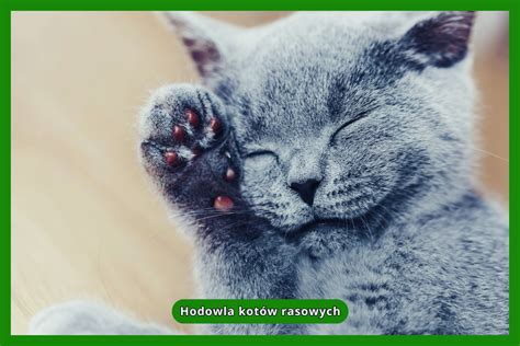 Ilustracija poroda z uporabo porodniških klešč