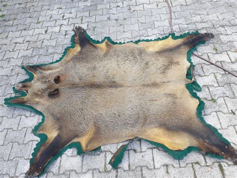 Ilustracija prikazuje postopek popravila poškodovane živalske kože na keleku