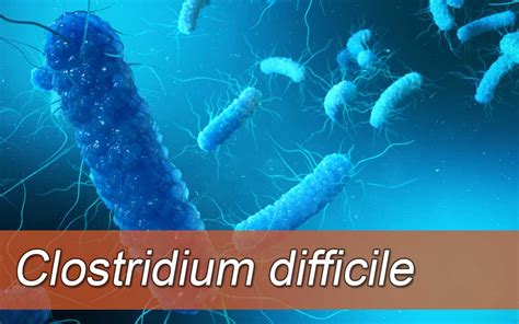 Ilustracija bakterije Clostridium difficile
