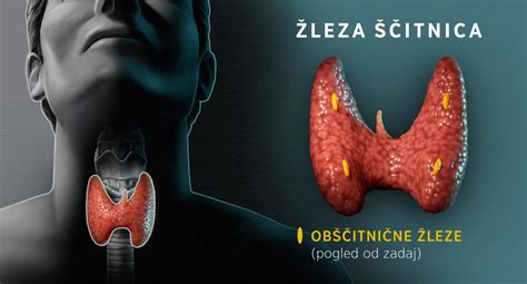 Diagram, ki prikazuje anatomijo veke in položaj Meibomovih žlez.