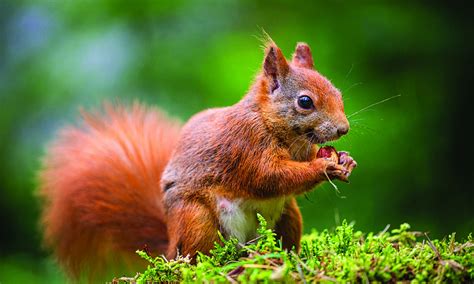 Veverica v gozdu z košaro dobrot