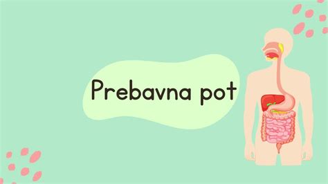 Prečna prebavna pot človeka